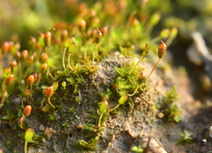 Microbryum davallianum