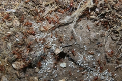 Pheidole hyatti