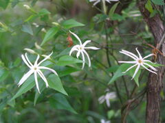 Jasminum nervosum