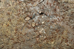 Pheidole hyatti