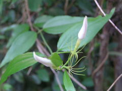 Jasminum nervosum
