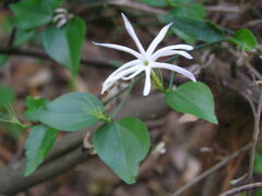 Jasminum nervosum
