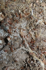 Pheidole hyatti