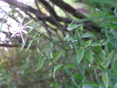 Jasminum nervosum