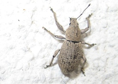 Geonemus flabellipes