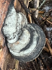 Fomitopsis