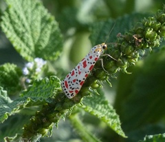 Utetheisa pulchelloides