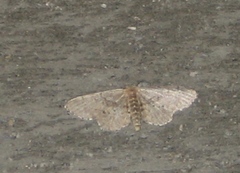 Idaea laevigata
