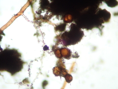 Trichodon cylindricus