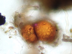 Trichodon cylindricus