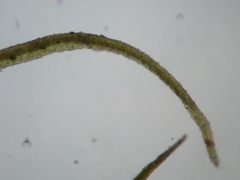 Trichodon cylindricus