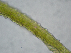 Trichodon cylindricus