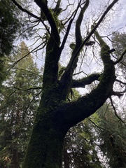 Polypodium glycyrrhiza