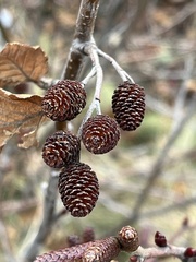 Alnus incana