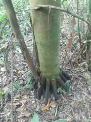 Iriartea deltoidea