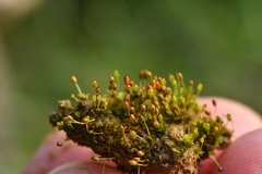 Microbryum davallianum