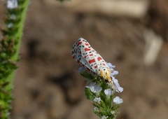 Utetheisa pulchelloides