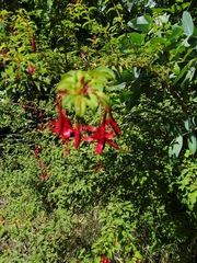 Fuchsia magellanica
