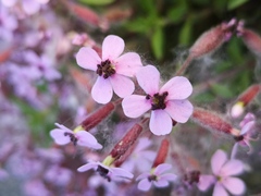 Saponaria ocymoides