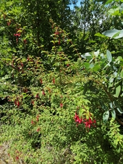 Fuchsia magellanica