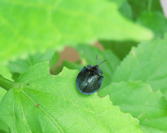 Cyrtonota thalassina