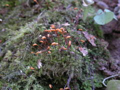 Brachytheciastrum velutinum