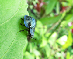 Cyrtonota thalassina