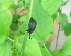 Cyrtonota thalassina