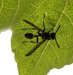 Mischocyttarus pallidipectus