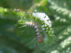 Utetheisa pulchelloides