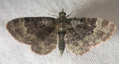 Pasiphila rectangulata