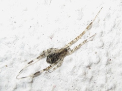 Episinus