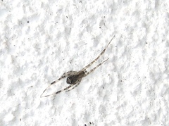 Episinus