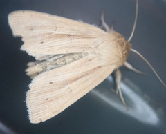 Mythimna oxygala