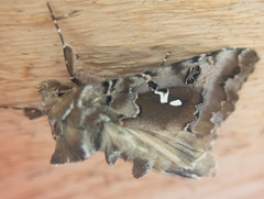 Autographa corusca