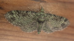 Pasiphila rectangulata
