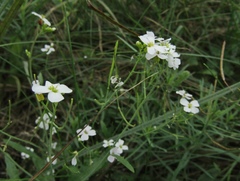 Arabidopsis arenosa arenosa