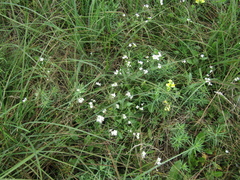 Arabidopsis arenosa arenosa
