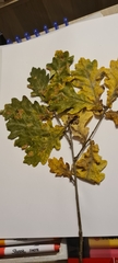 Quercus robur