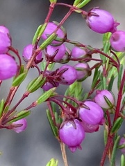 Erica multumbellifera