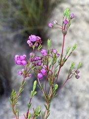 Erica multumbellifera