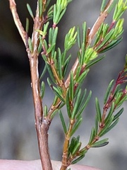 Erica multumbellifera