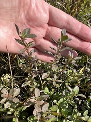 Mecardonia acuminata