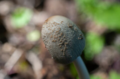 Coprinellus xanthothrix
