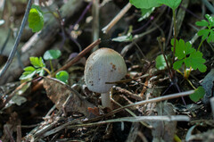 Coprinellus xanthothrix