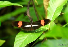 Heliconius erato