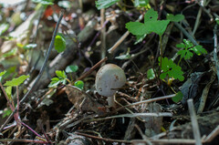 Coprinellus xanthothrix
