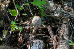 Coprinellus xanthothrix