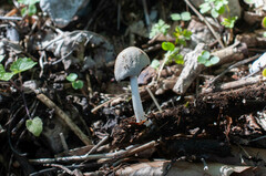 Coprinellus xanthothrix