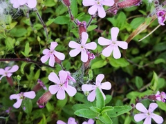 Saponaria ocymoides